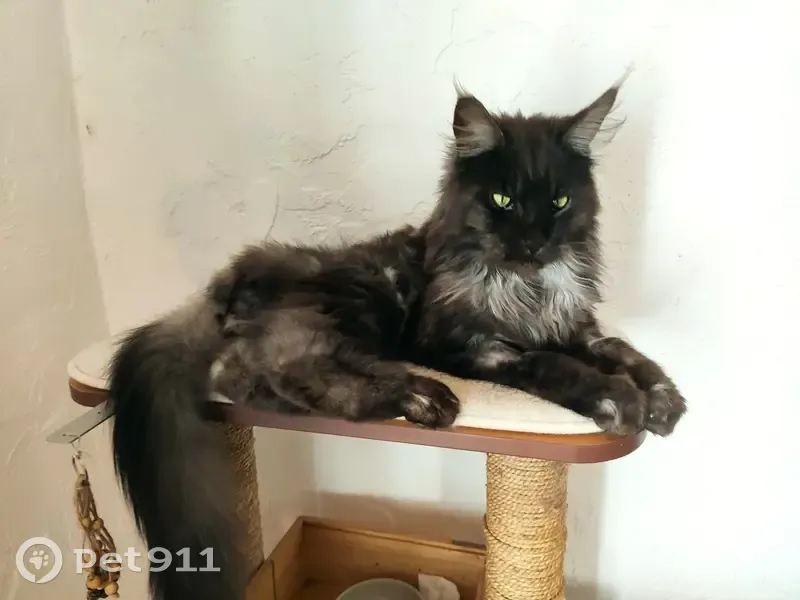 Chat Main Coon Tao Disparu à Manduel - photo