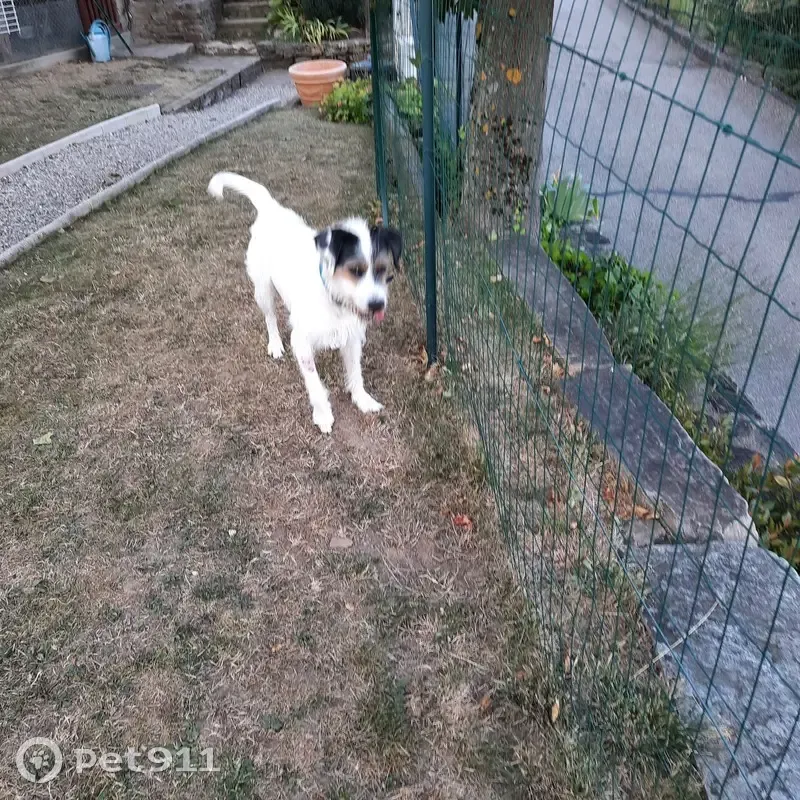Chien errant trouvé à Saint-André-la-Côte - photo
