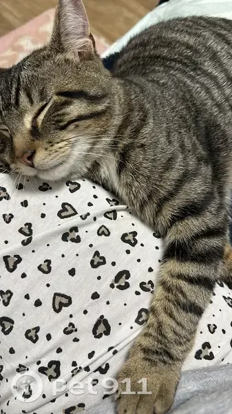 Chat mâle 2 ans perdu Rue de la Justice - photo