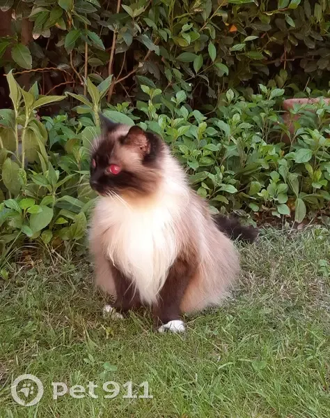 Chat aveugle de 15 ans disparu à Valence - photo