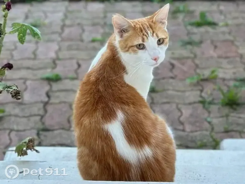 Chat roux et blanc disparu à Reims - photo