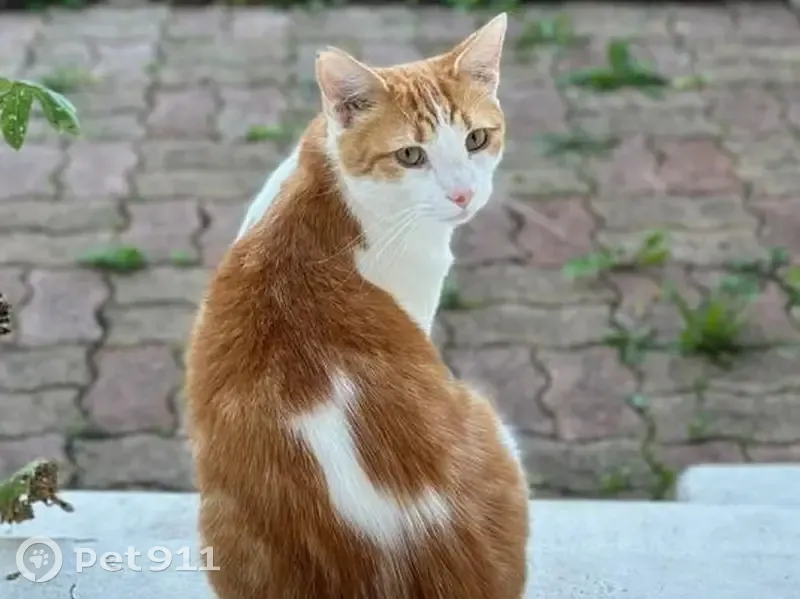 Chat roux et blanc perdu à Reims - photo