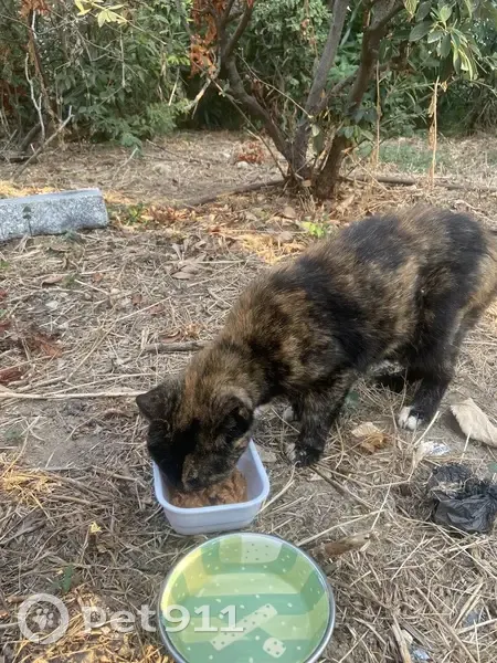 Chatte écaille de tortue trouvée à Nice - photo