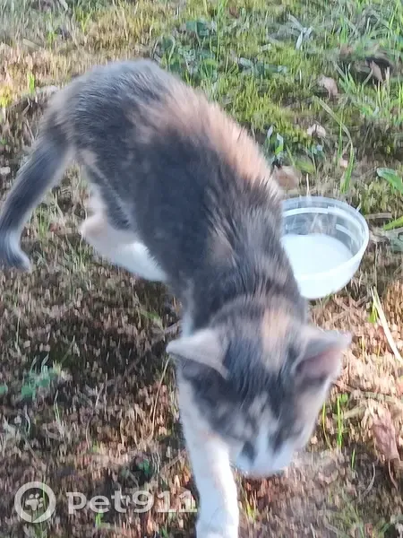 Chaton trouvé Rue des Merles, Cuisery - photo