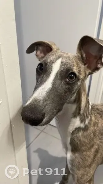 Whippet bringé perdu à Montbrison - photo