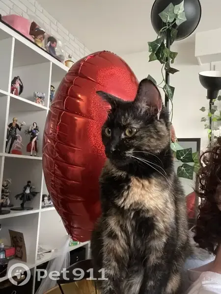 Chat trouvé : Brioche, 10 mois, pucée, Osny - photo