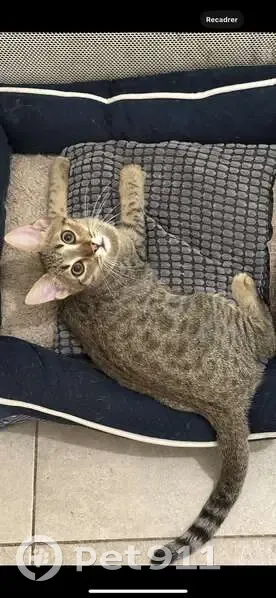 Chaton femelle craintive disparue à Fréjus - photo
