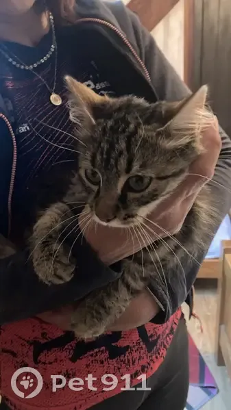 Chat blessé trouvé à Barèges - photo