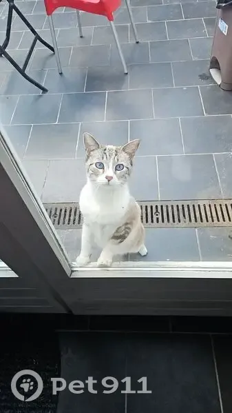 Chat blanc-beige disparu à Roubaix, Rue Concorde - photo