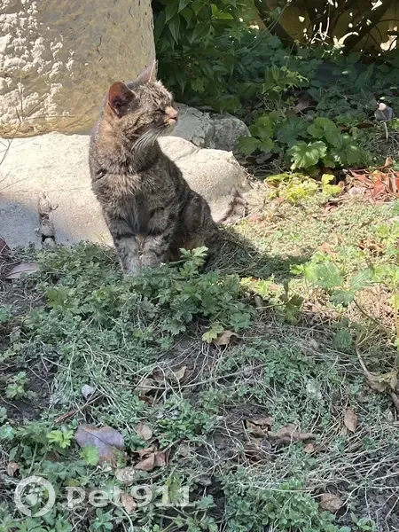 Chatte tigrée trouvée, Rue Anatole France - photo
