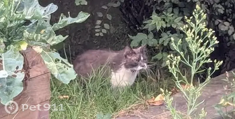 Grand chat gris et blanc trouvé à Nantes - photo