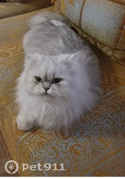 Chatte persane blanche perdue à Vauréal - photo