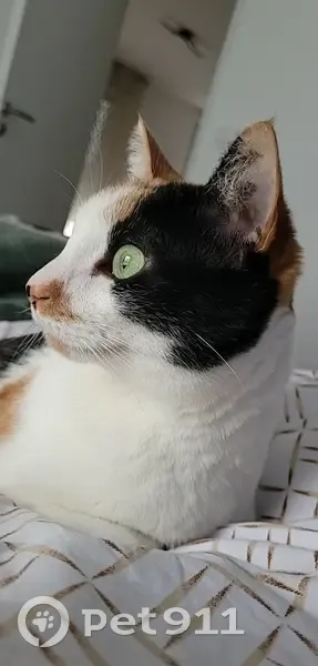 Chatte disparue: Minouche, Blanche et Tachetée - photo