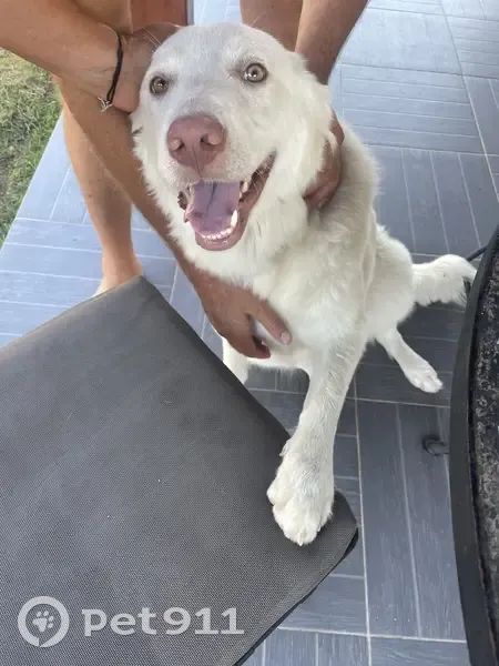 Chien blessé à la patte gauche à Bonifacio - photo