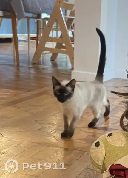 Chatte siamoise disparue à Mérignac - photo