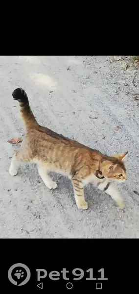 Chat tigré et roux trouvé près de Peillac - photo