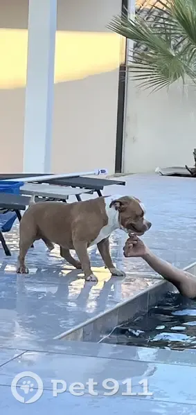 Chien bully beige et blanc perdu à Paris - photo