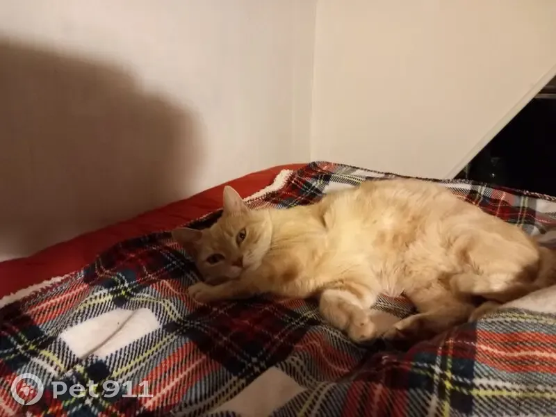 Chat perdu à Sérignac-sur-Garonne - photo