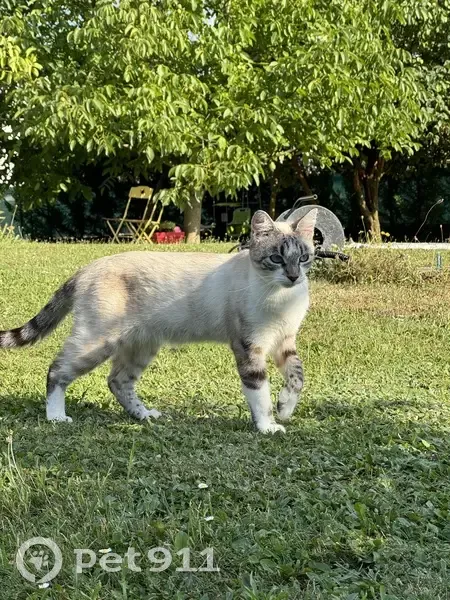 Chatte siamoise Luna disparue à Vétraz-Monthoux - photo