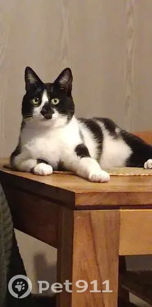 Chat Européen Noir et Blanc Perdu à Annecy - photo