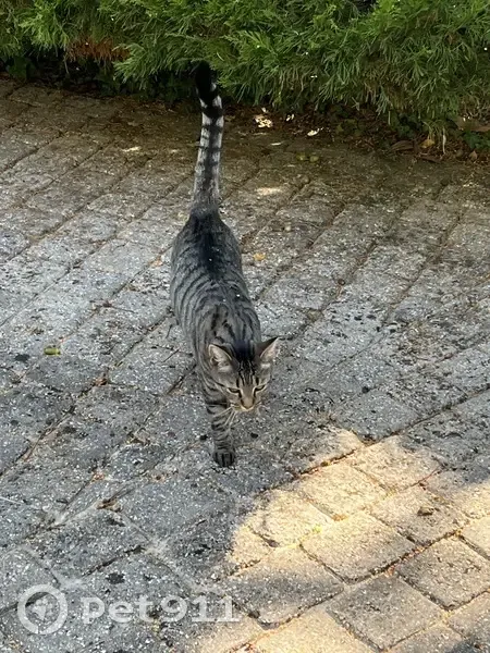 Chat trouvé sans identification à Les Garennes - photo