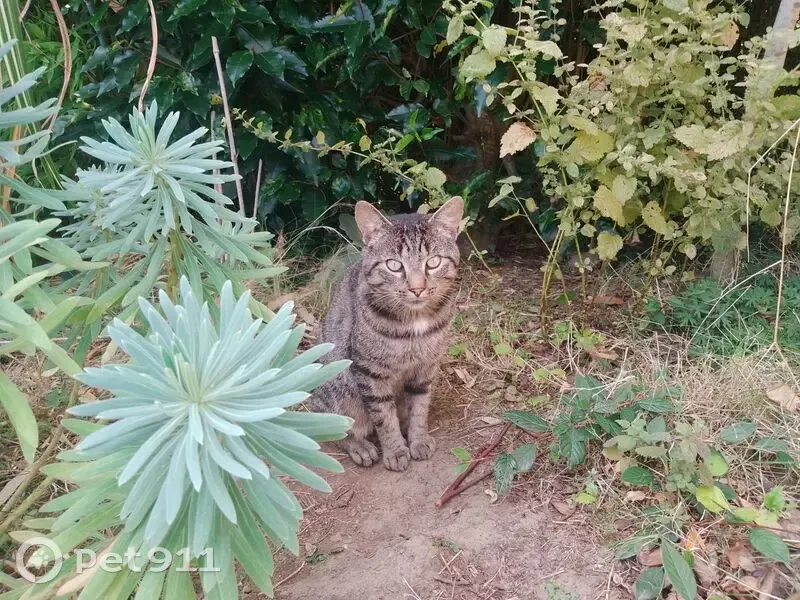 Chat tigré trouvé à la Résidence la Conninais - photo