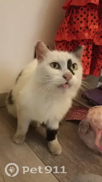 Chatte âgée noir et blanc trouvée à Auxonne - photo