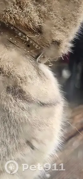 Chatte tigrée trouvée à Ambarès-et-Lagrave - photo