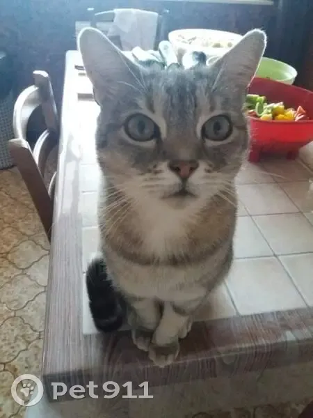 Chat tigré mâle disparu à Longuyon - photo