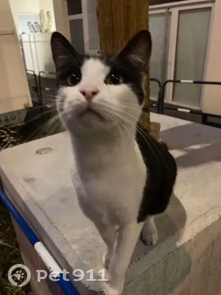 Chat trouvé - Rue Frédéric Mistral, Lyon - photo