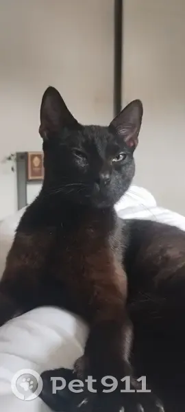 Chat disparu : Mowgli, 1 an et demi, Limoges - photo