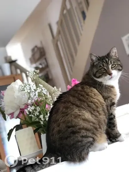 Chatte tigrée disparue à Louverné - photo