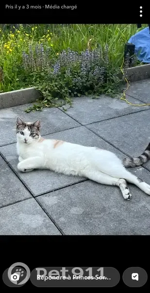 Chat perdu à Nantes, rue la Tour d'Auvergne - photo