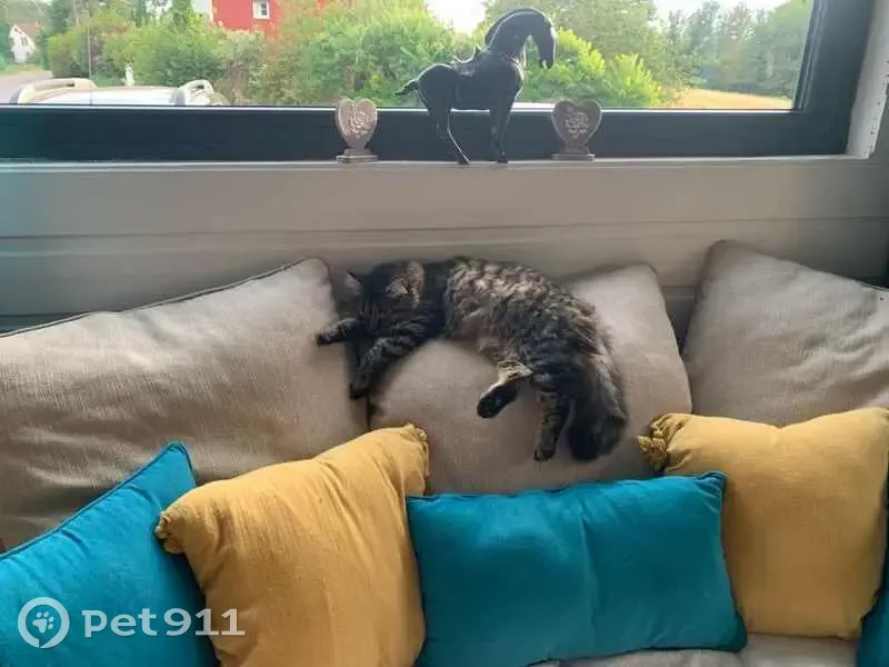 Chatte Européenne perdue à Auxelles-Bas - photo