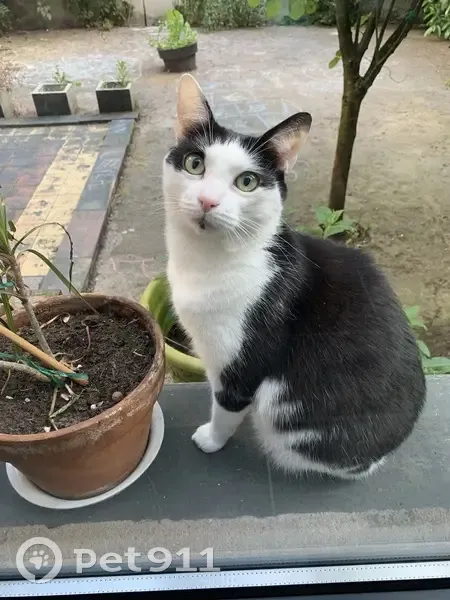 Chat noir et blanc disparu à Nancy - photo