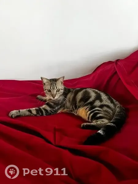Jeune chat tigré disparu, Paris 15ème - photo