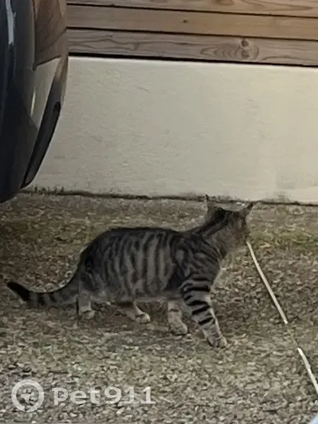 Chat gris tigré perdu Rue des Libellules - photo