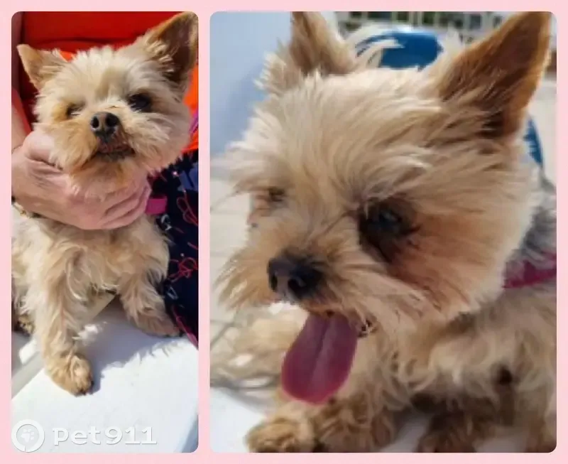 Chienne York femelle Isis perdue à Clamart - photo