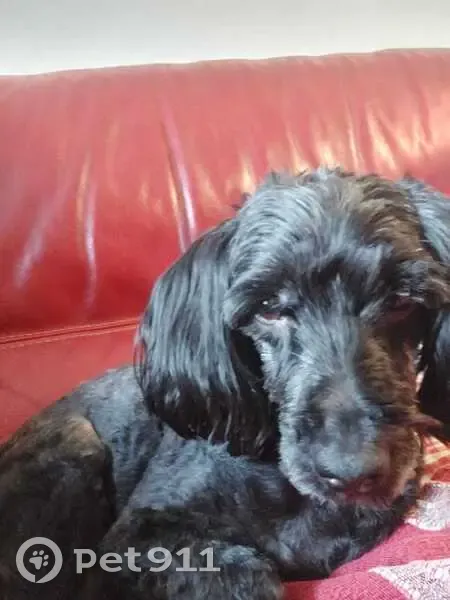 Chien disparu : Caniche croisé noir, femelle - photo