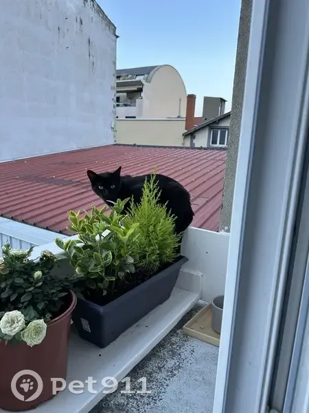 Chat noir perdu, Onyx, Rue Lamartine - photo