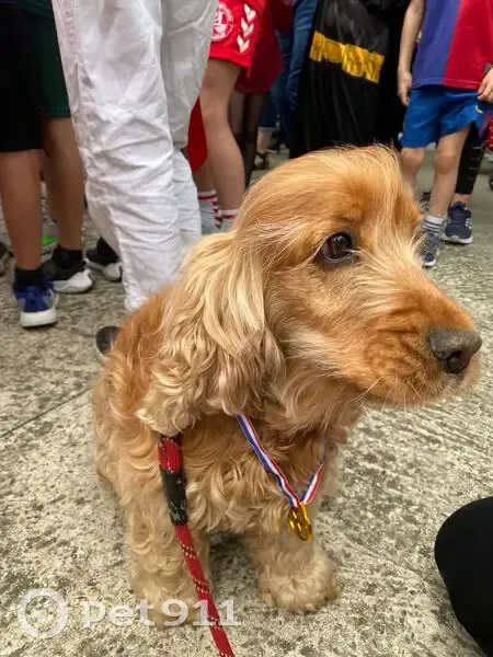 Chien perdu près du collège Elise Deroche - photo