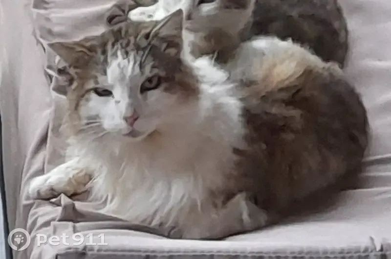 Chat mâle blanc/gris disparu à Montrottier - photo