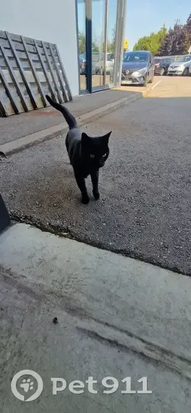 Chat noir maigre trouvé Rue Pellerin, Manom - photo