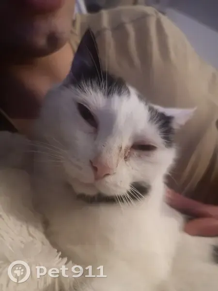 Chat Européen Disparu à Tarnos - photo