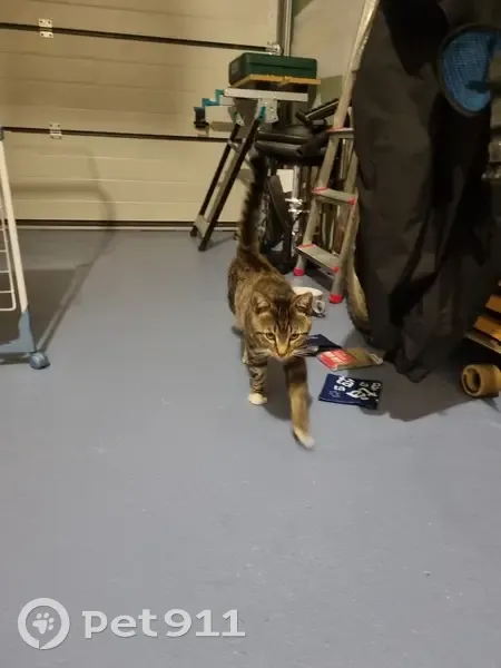 Chat trouvé sur la D135 entre Cantin et Estrées - photo