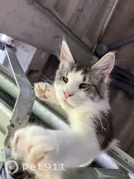 Chat maine coon gris blanc perdu à Lignières - photo