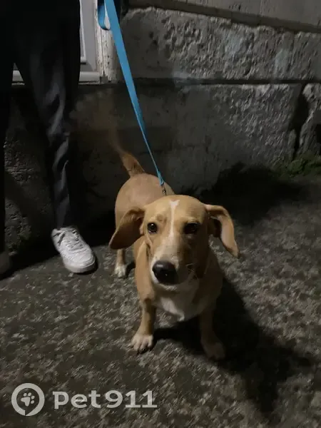 Chienne Mia trouvée à Angoulême - photo