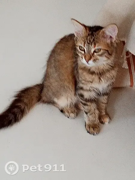 Chaton tigré roux/marron perdu, Montpellier - photo