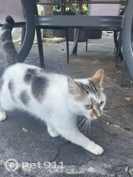 Chat trouvé à Argentat-sur-Dordogne - photo