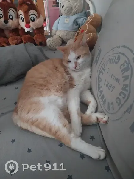 Chat Marcel perdu, roux et blanc, Herblay - photo